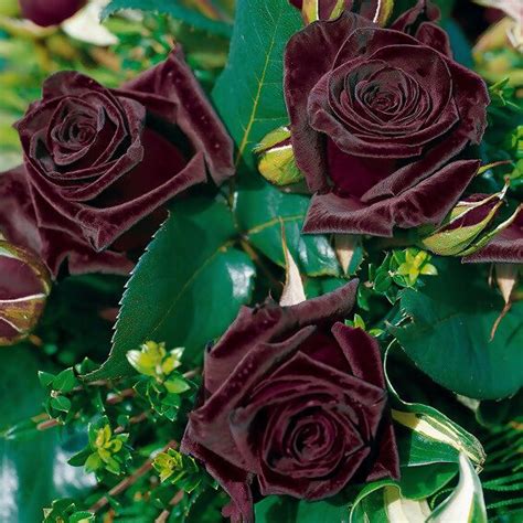 Edelrose Black Baccara®, wurzelverpackt .